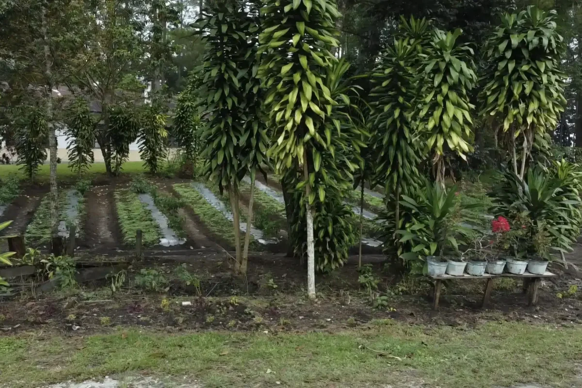 PertanianHoltikultura